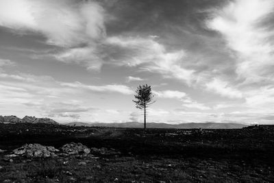 Trees against sky