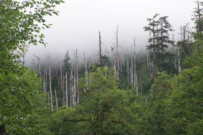 Trees in forest against sky