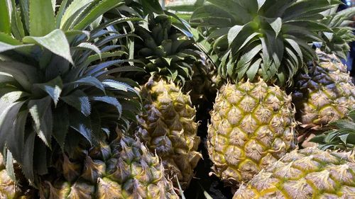 Close-up of fruit growing on plant