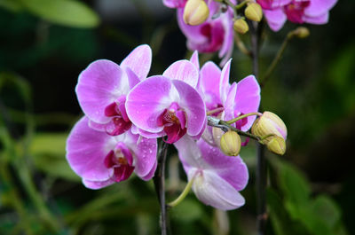 Close-up of pink flowers blooming outdoors