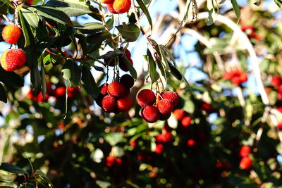 Low angle view of berries on tree