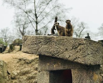 Low angle view of meerkats sitting against the sky