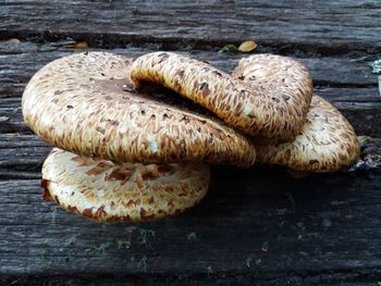 Close-up of fungus growing in wooden plank