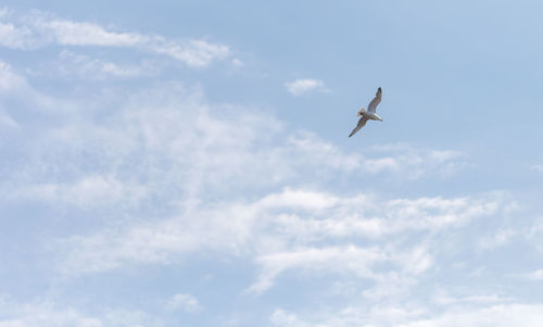 Low angle view of seagull flying in sky