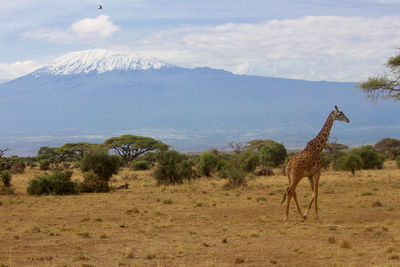 Giraffe in amboseli national park with mt. kilimanjaro in the background