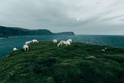 White sheep on green hill against sky