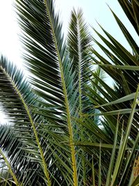 Low angle view of palm tree against sky