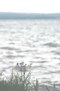 Plant growing in pond