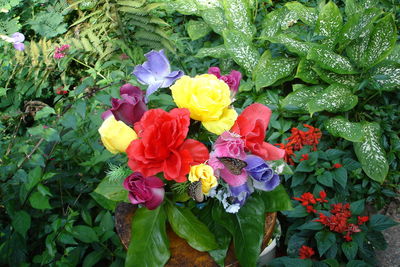 High angle view of multi colored flowering plant