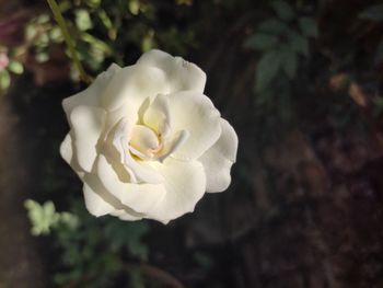 Close-up of white rose