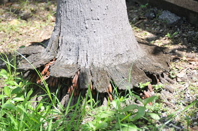 Close-up of tree stump