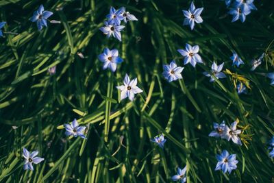 High angle view of purple flowering plants on field