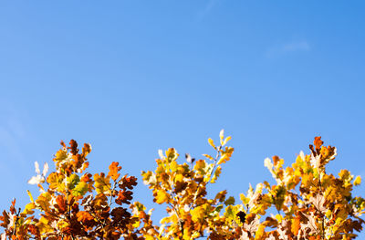 Low angle view of yellow flowering plants against clear blue sky