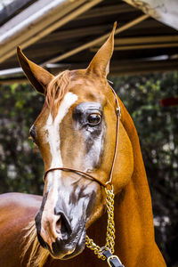 Close-up of a horse