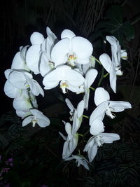 Close-up of flowers against black background