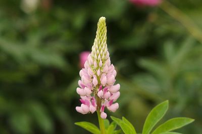 Close-up of pink flowering plant