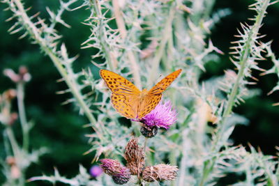 Close-up of butterfly on purple flower