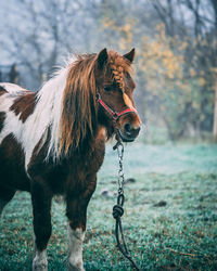 Horse standing on land