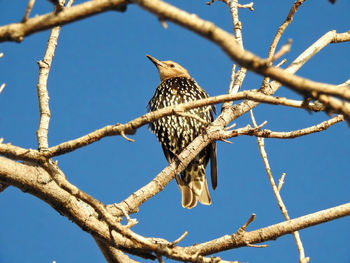 Low angle view of owl perching on branch against sky