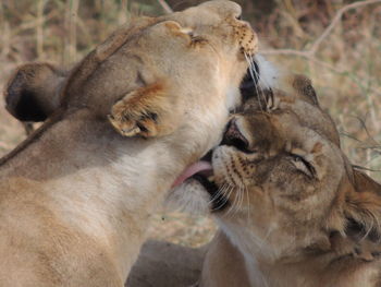 Lioness love
