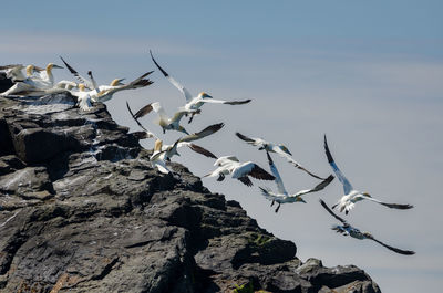 View of seagulls on rock