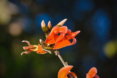 Close-up of orange rose flower bud