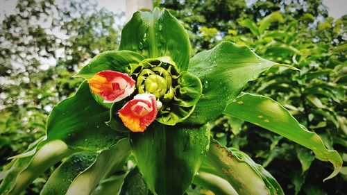 Close-up of red flowering plant