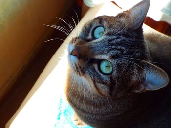 Close-up portrait of a cat looking away