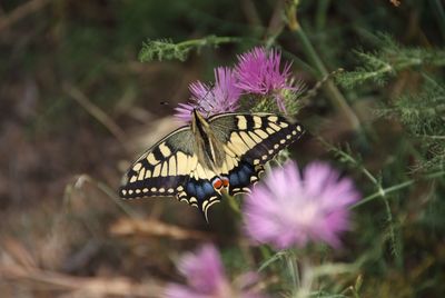 Close-up of butterfly pollinating on pink flower