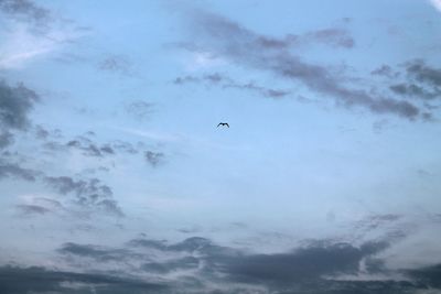 Low angle view of bird flying in sky