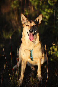 Portrait of dog sticking out tongue on land