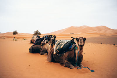 Panoramic view of desert against clear sky