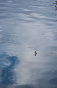 High angle view of duck swimming in lake