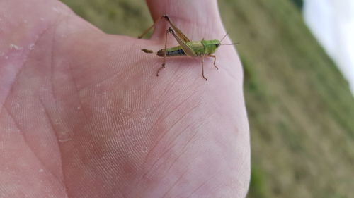 Close-up of insect on hand