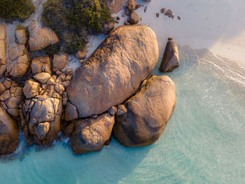 High angle view of turtle in sea
