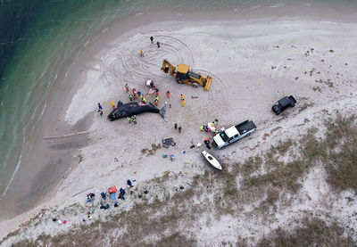 Aerial view of people by dead whale