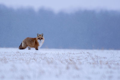 Fox on snow field during winter