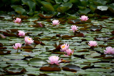 High angle view of pink lotus flowers in pond