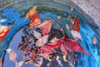 High angle view of maple leaves floating on lake