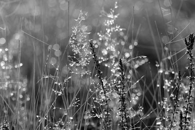 Close-up of plants