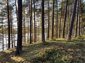 Trees growing in forest