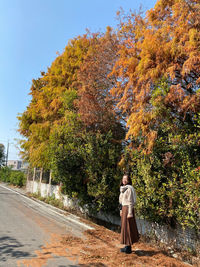 Bald cypress intianzhong, changhua, taiwan.