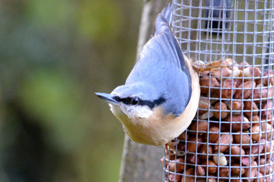 Close-up of bird perching in cage