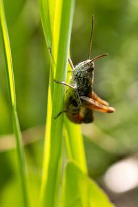 Close-up of insect on plant