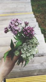 Close-up of hand holding purple flowering plant