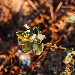 Close-up of flowering plant leaves on land