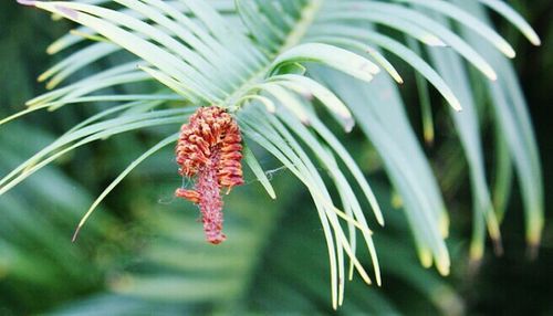 Close-up of red leaves