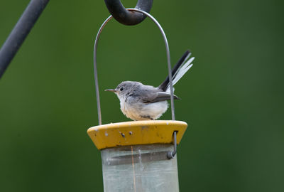 Close-up of bird on feeder