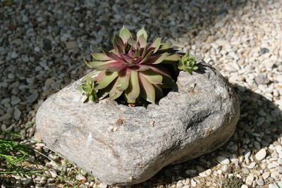 High angle view of succulent plant on rock