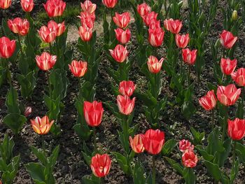 Close-up of red tulips in field